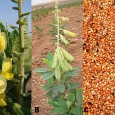 Image result for Crotalaria argyrolobioides
