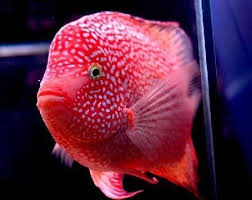 Pin On Our Aquarium