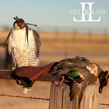 🦅 The Art of Falconry: Ancient Practice, Modern Applications 🦅 Falconry,  a tradition over 4,000 years old, continues to thrive as both a sport and a  tool for wildlife management. At Raptor