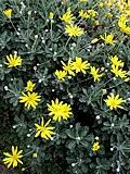 Image result for Euryops subcarnosus