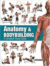 The back muscles are anatomically layered into superficial (extrinsic) and deep (intrinsic) muscles. Amazon Com Anatomy Bodybuilding A Complete Visual Guide 9781438005485 Linares Ricardo Canovas Books