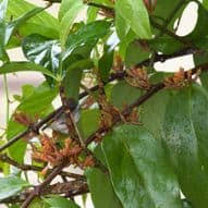 Image result for Loranthaceae