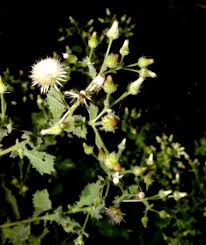 Image result for Pseudoconyza viscosa