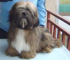 Big Black Brown And White Dog Breed Lhasa Apso Brown And White Lhasa Apso Lhasa Bear Dog Breed