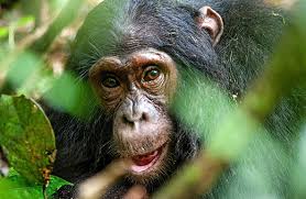 Uganda byder på storslået og varieret natur og dyreliv, såvel som en fantastisk venlig og imødekommende lokalbefolkning og masser af aktiviteter for adrenalinjunkierne. Uganda Best Of In 15 Tagen L Privatreise Zu Den Hohepunkten Ugandas Afrika Reisen Safari Afrika Sudafrika Namibia Mit Afrikascout