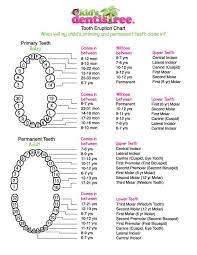 Kids Dentistree Tooth Eruption Chart Tooth Extraction
