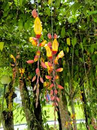 Image result for Thunbergia mysorensis
