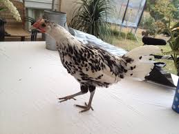 Maybe you would like to learn more about one of these? 16 Week Old Silver Spangled Hamburg Pullet Or Cockerel Backyard Chickens Learn How To Raise Chickens