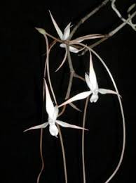 Image result for Aerangis stelligera