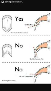 Guinea pigs require regular grooming. Heah Ling Wanling109 Profile Pinterest