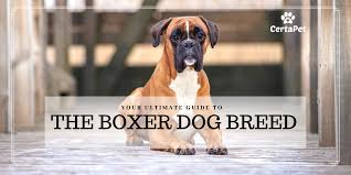 Your Ultimate Guide To The Boxer Dog Breed Certapet