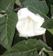 I so love the name. Toxic Or Invasive Moonflowers 274978 Ask Extension