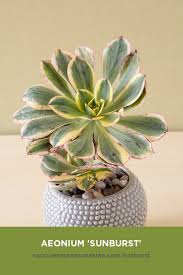 Fleshy, light green leaves can become tinged with red with sun exposure. Aeonium Sunburst Succulents And Sunshine Succulents Types Of Succulents Plants Planting Succulents