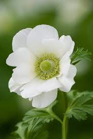Page Not Found Pretty Flowers Beautiful Flowers White Gardens