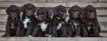 Help it find a home, by telling your friends and earn points! Lagotto Romagnolo Foundation Inc Home Facebook