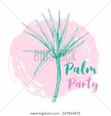 One of the most popular landscaping trees, palm trees are highly valued for their commercial uses too. Isolated Coconut Vector Photo Free Trial Bigstock