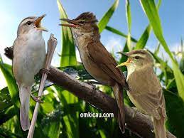 Tiga Spesies Burung Kerakbasi Di Indonesia Dan Suaranya Untuk Masteran Om Kicau