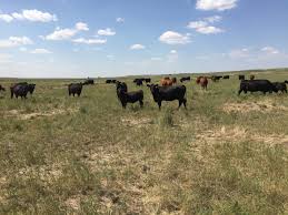 52 weeks ended august 25, 2007. Livestock Risk Protection Lrp Insurance Update Unl Beef
