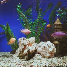 Most diy stands are built from wood and take the form of a framework, rather than a cabinet. Make Your Own Aquarium Canopy