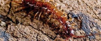 When rainy season comes, their population can increase a lot. Soil Centipedes Missouri Department Of Conservation