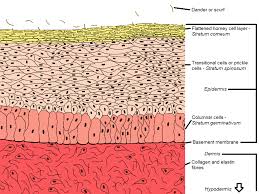 Human or animal cells on blue background. Integumentary Surface Of The Bird Poultry Hub Australia