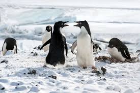 Penguenler Penguins Bir Adelie Pengueni Olan Steve In Babalik Imtihani 2020 Penguen Hayvanlar Macera