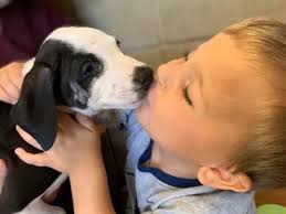 (gpr) is a not for profit, publicly supported organization that works to find homes for unwanted dogs, cats, kittens and puppies. These Beautiful Pet Rescue Stories Inspire Animal Adoption Always Pets