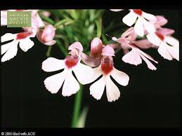 Image result for Cynorkis debilis