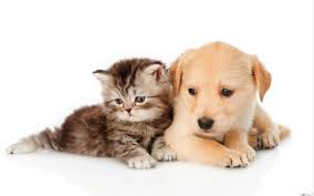 Puppies & babies & kitties oh my! Baby Cats And Dogs Wallpapers Top Free Baby Cats And Dogs Backgrounds Wallpaperaccess