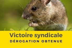 On peut deviner la présence de galeries du rat d'eau aux différents monticules de terre, un peu à la façon des taupinières, mais plus éparpillés et dont le grain est bien. Rats Taupiers Coordination Rurale Cr