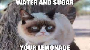 Grumpy Cat Memes Clean For Kids Grumpy Cat Grumpy Cat Humor Grumpy Cat Meme