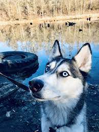 lajka animals dogs husky