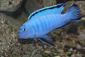 malawi cichlidleri fotograflari cichlids aquarium fish tropical fish aquarium