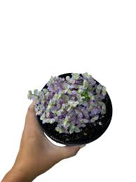 Plants pink succulent water plants pink plant plant lady rare succulents rare plants all plants cool plants. Callisia Repens Pink Lady Spring Colours