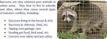 Raccoon Repellent Moth Balls Ammonia Sound Machine Deterrent Raccoon Repellent Getting Rid Of Raccoons Raccoon