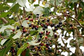 Image result for Antidesma