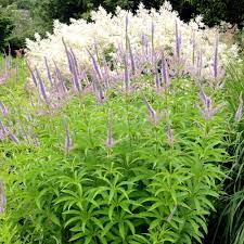 Maybe you would like to learn more about one of these? Veronicastrum Sibiricum
