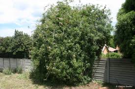 Image result for Podranea brycei