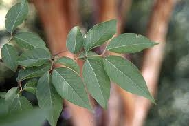 Image result for Lefebvrea grantii