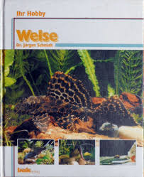 Welse is a river of brandenburg, germany. Isbn 9783931792756 Welse Neu Gebraucht Kaufen
