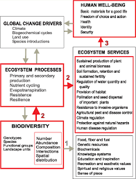 Los graduados de un bachelors de bienes raíces, (4 años)¿para que te sirve esta licencia? Biodiversity Is Both A Response Variable Affected By Global Change Download Scientific Diagram