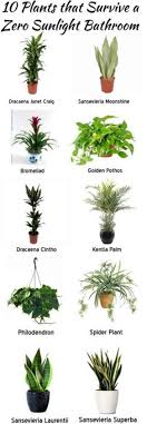 Here is a list of my favorite, low light indoor plants. 29 Plants For Low Light Ideas Plants House Plants Indoor Plants