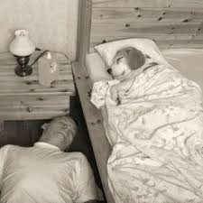 Dog Sleeps On The Bed Owner Sleeps On The Floor Sleeping Dogs Dog Sleeping In Bed Cute Beagles