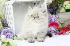 Himalayan Cats Online - Lynx Point History article