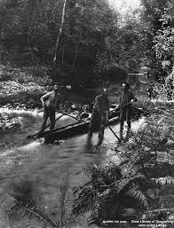 Sluicing For Gold On Mulgrave River Queensland Ca 1888 Australia History Australian Photography Australia