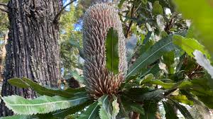 Image result for Pavetta sp. B