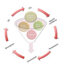 We did not find results for: Parameteres For The Growth And Maintenance Cell Culture The Factors Download Scientific Diagram