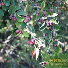 Image result for Amelanchier ovalis