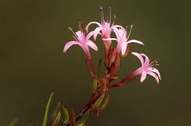 Image result for Otiophora