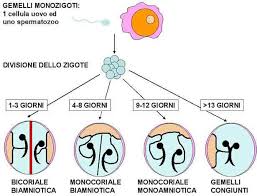 Se è vero che un'alimentazione sana ed equilibrata dovrebbe essere la regola da seguire in qualsiasi fase della vita, tanto più lo è nel periodo della gravidanza. Gravidanza Gemellare Bicoriale Monocoriale Monoamniotica